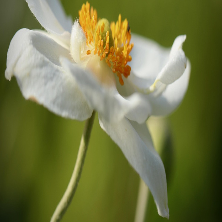planting flowers garden